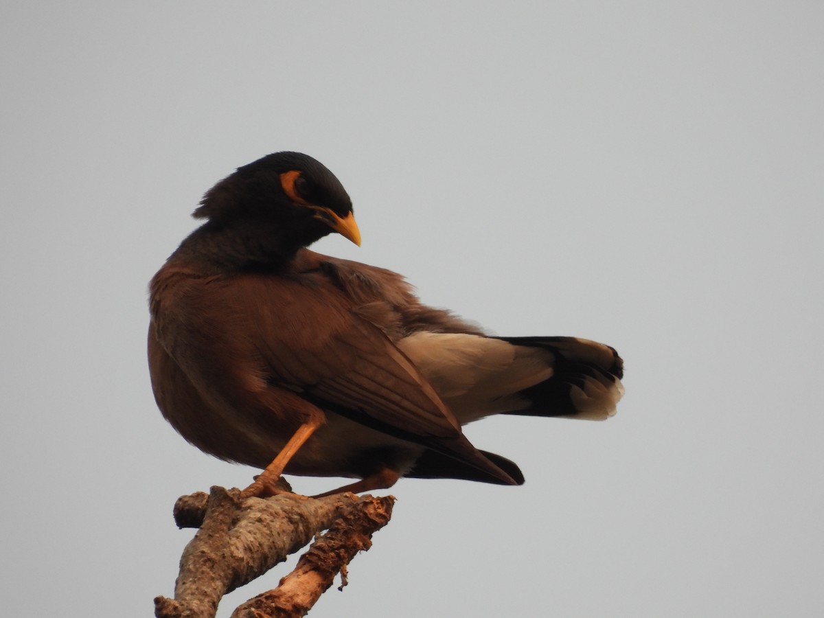 Common Myna - ML620683451