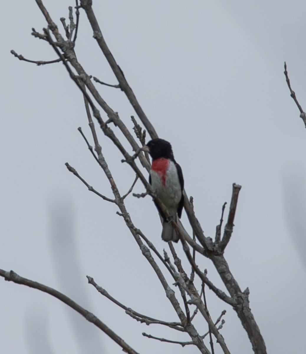 Rose-breasted Grosbeak - ML620683452