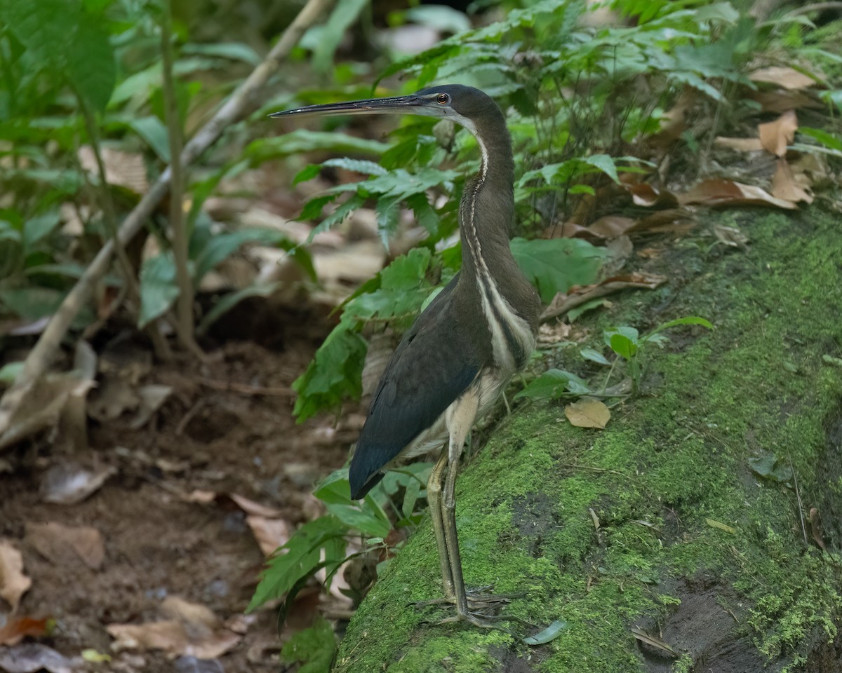 Agami Heron - Kelly and John Casey