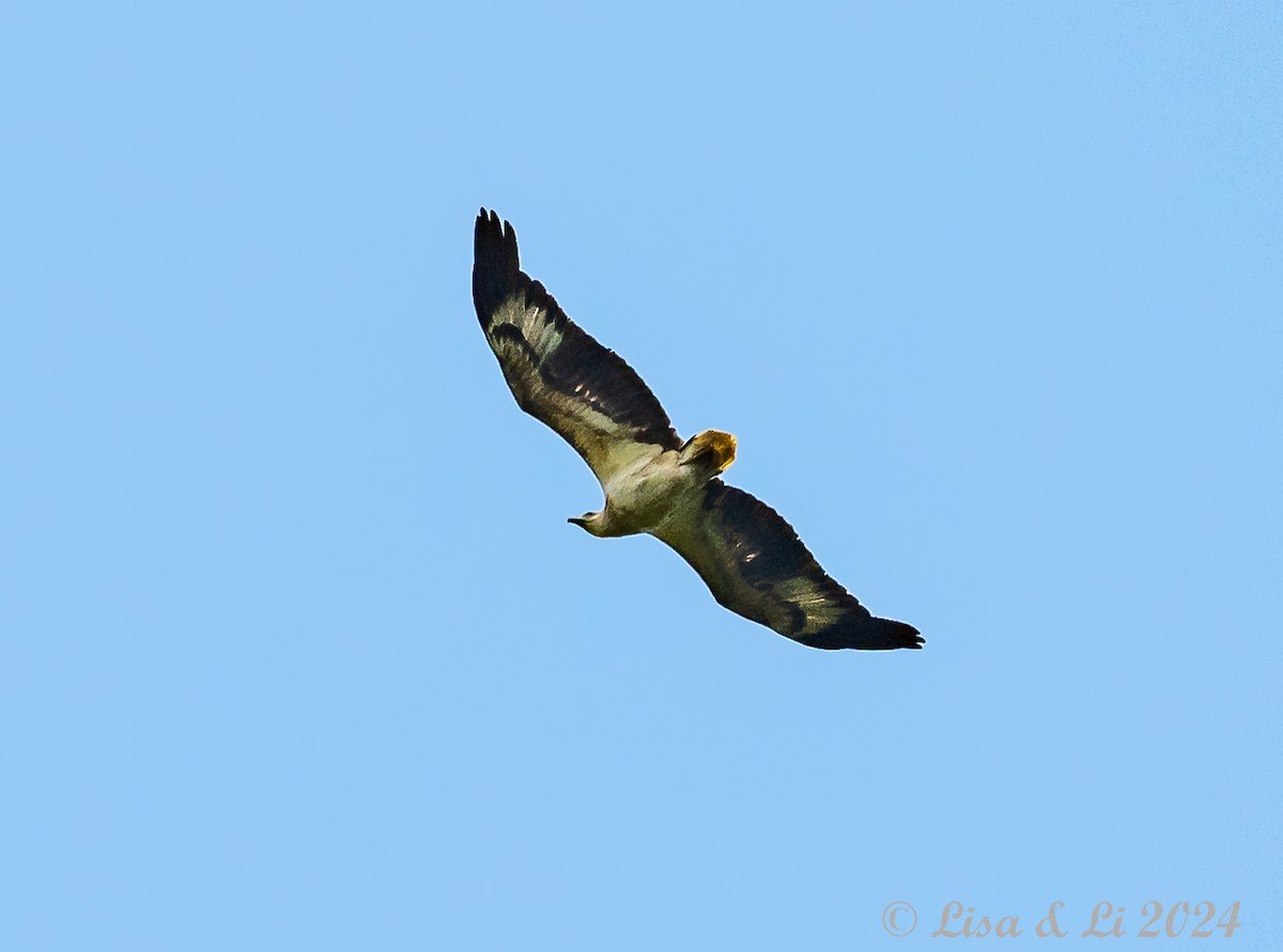 White-bellied Sea-Eagle - ML620683455