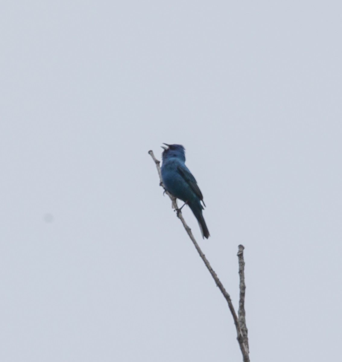 Indigo Bunting - ML620683456