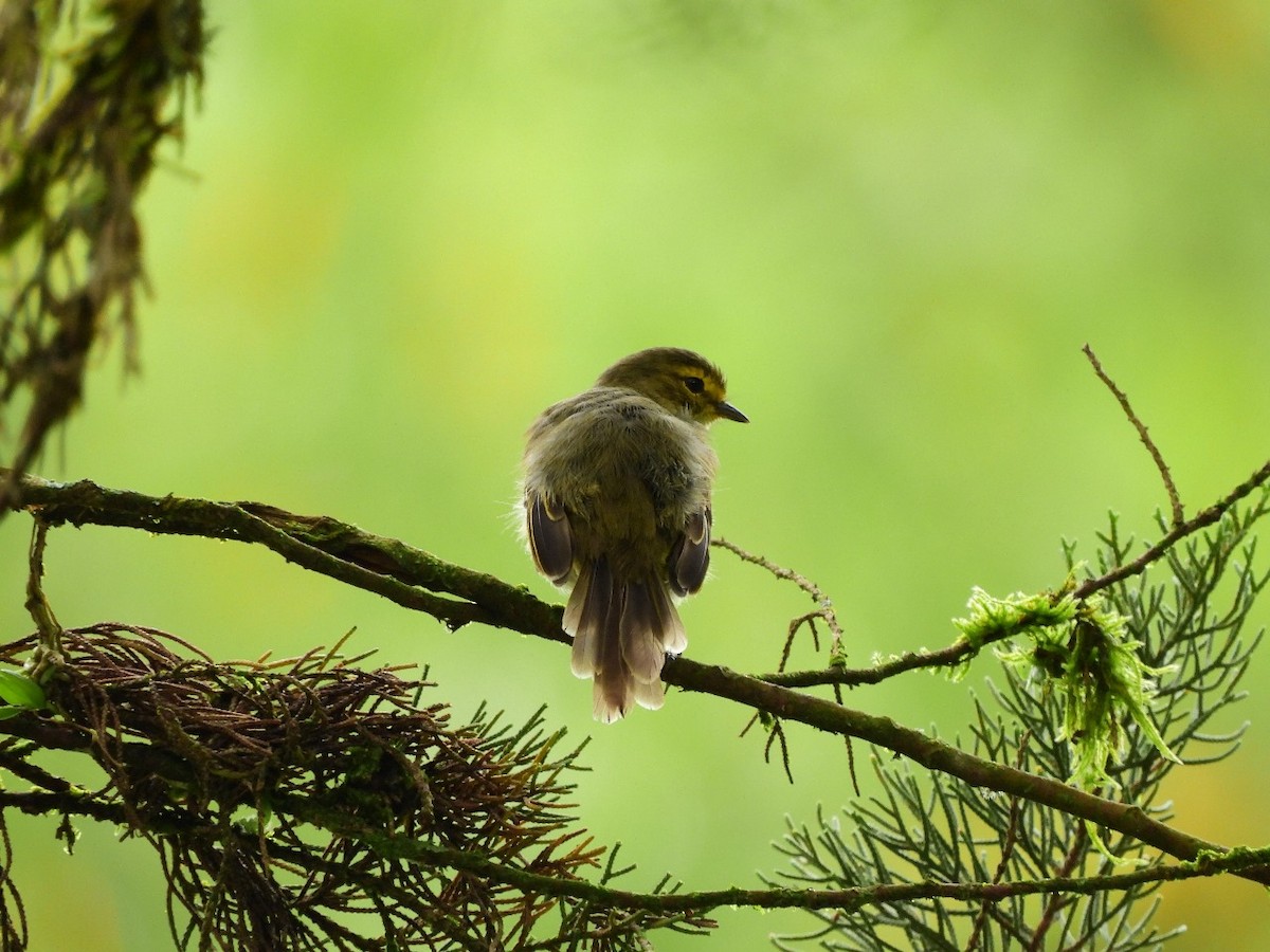 Golden-faced Tyrannulet - ML620683461