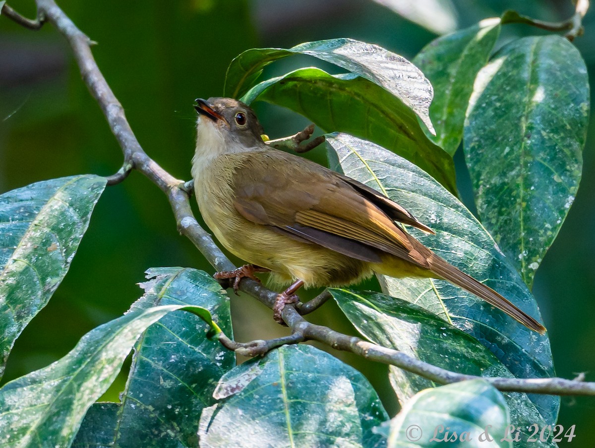 Spectacled Bulbul - ML620683462