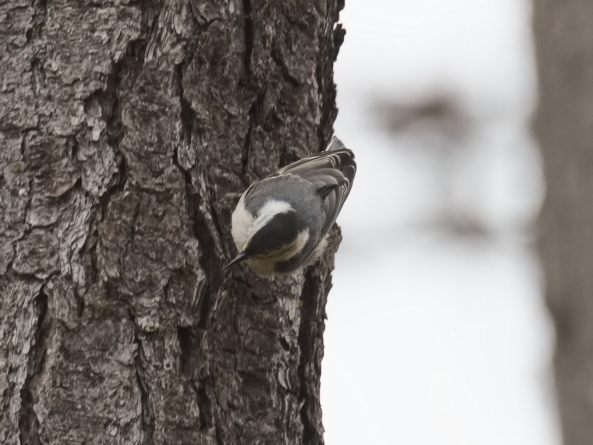 White-breasted Nuthatch (Pacific) - ML620683463