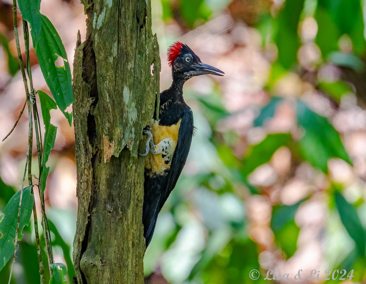 White-bellied Woodpecker - ML620683464