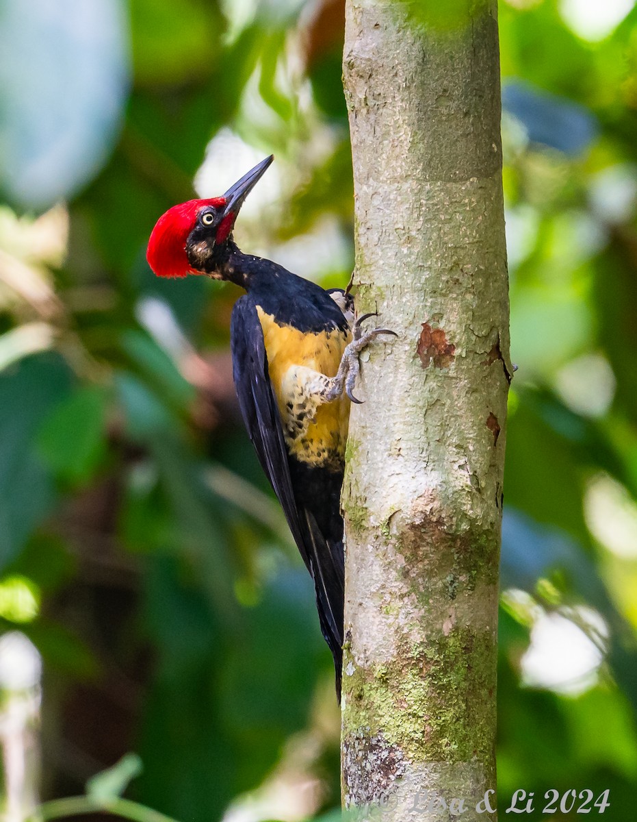 White-bellied Woodpecker - ML620683465