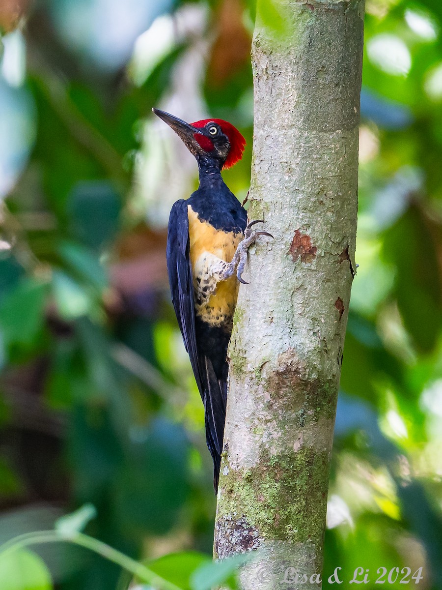 White-bellied Woodpecker - ML620683466