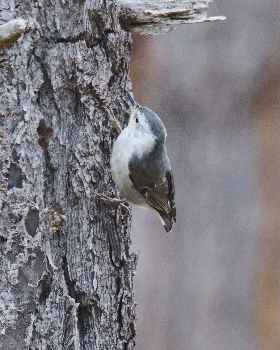 White-breasted Nuthatch (Pacific) - Michael Rieser