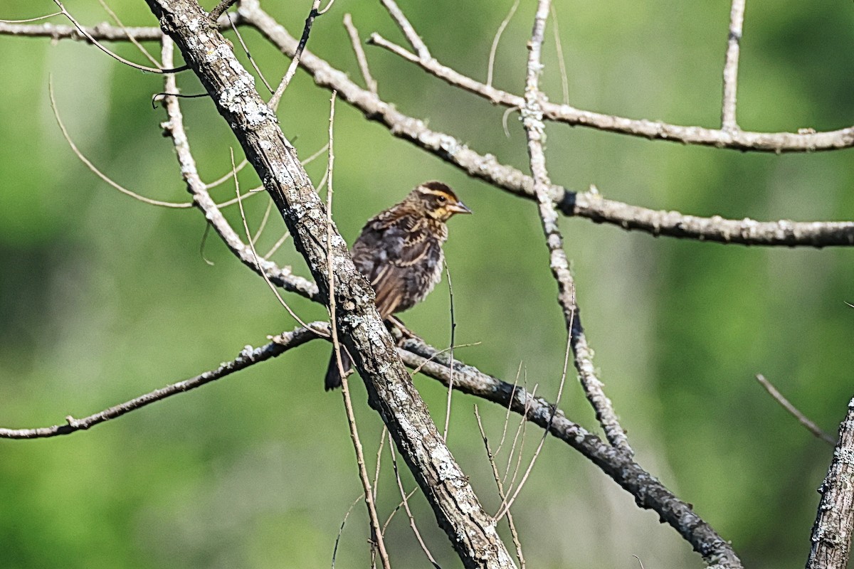 Red-winged Blackbird - ML620683472