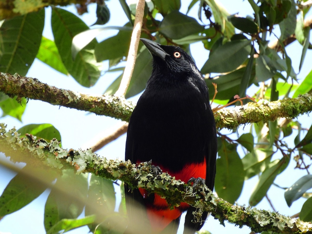 Red-bellied Grackle - ML620683473