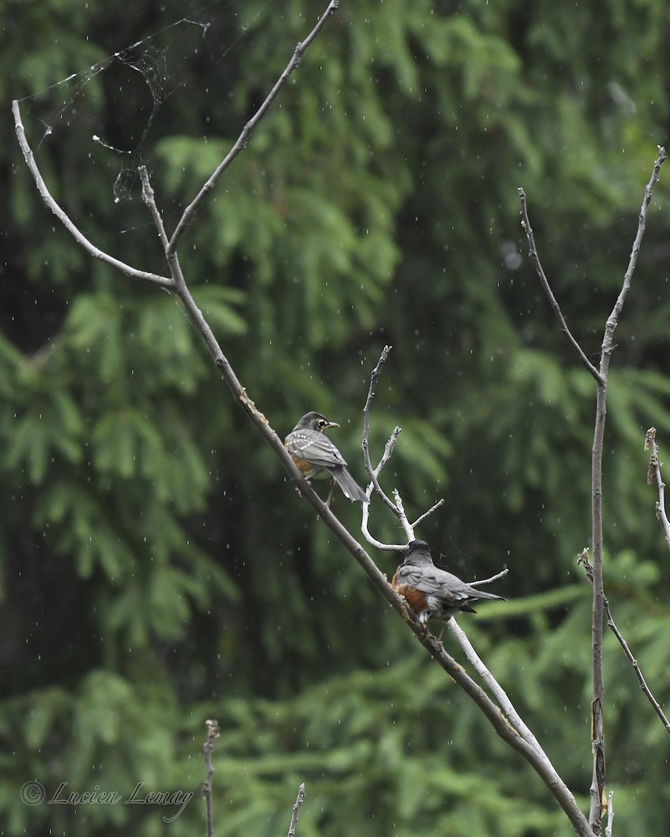 American Robin - ML620683475