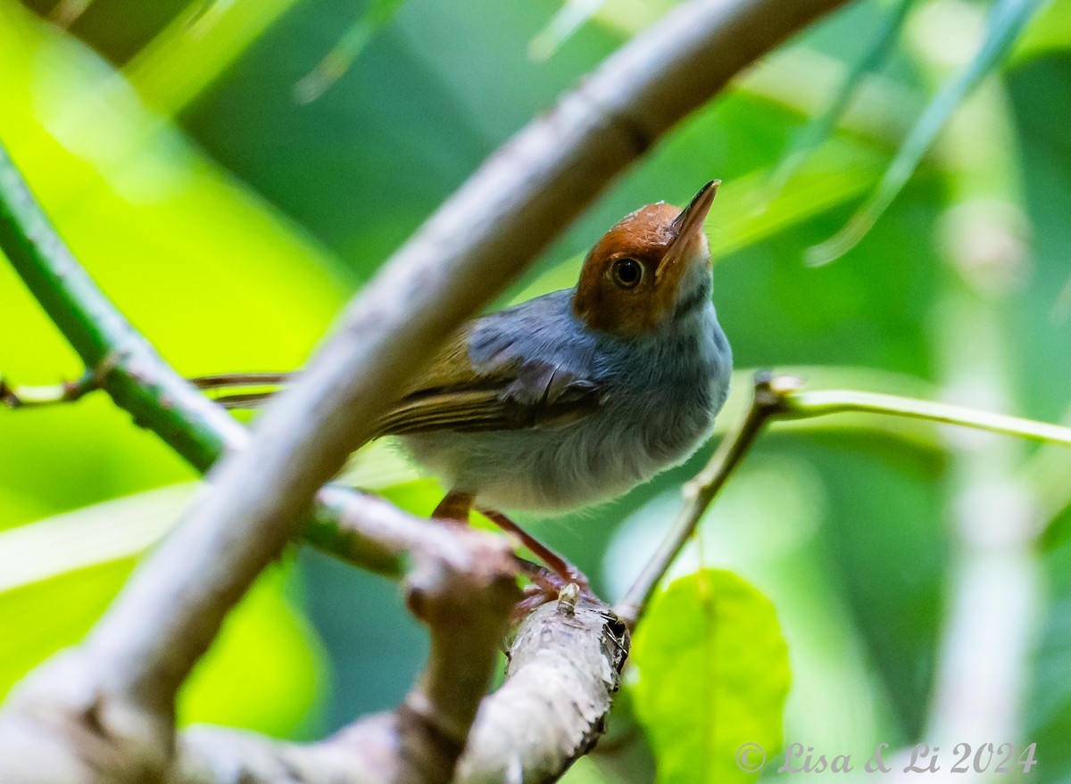 Ashy Tailorbird - ML620683476