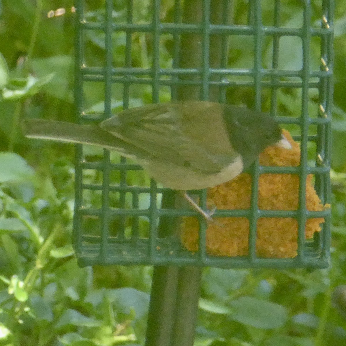 Dark-eyed Junco (Oregon) - ML620683478