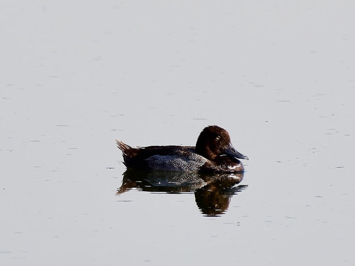 Lesser Scaup - ML620683480