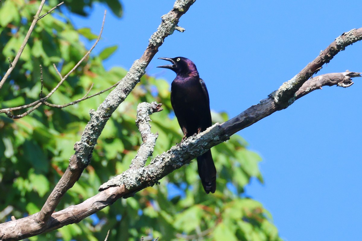 Common Grackle - ML620683481