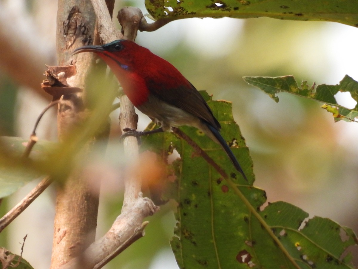 Crimson Sunbird - ML620683482