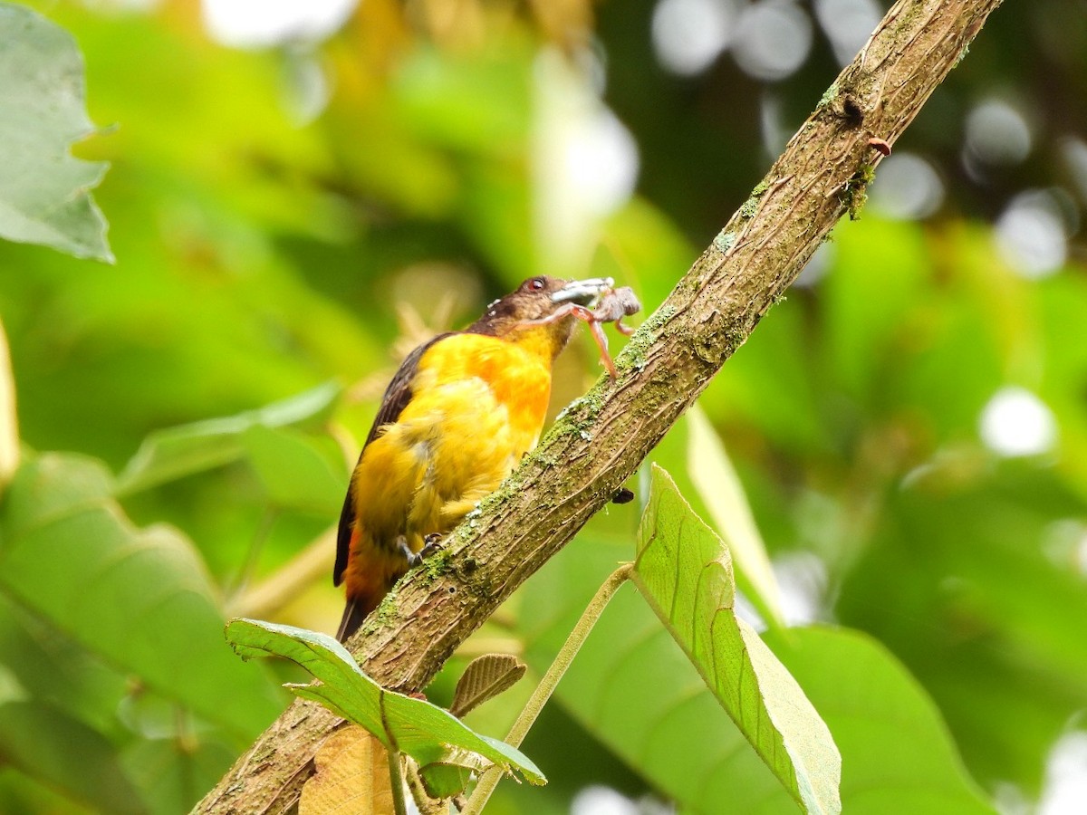 Flame-rumped Tanager - ML620683483