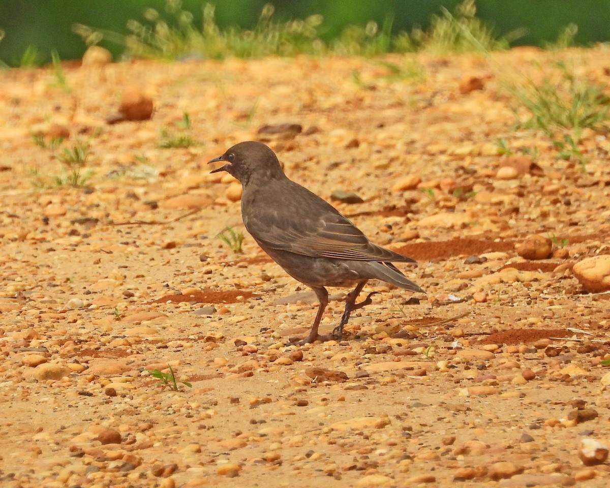 歐洲椋鳥 - ML620683485