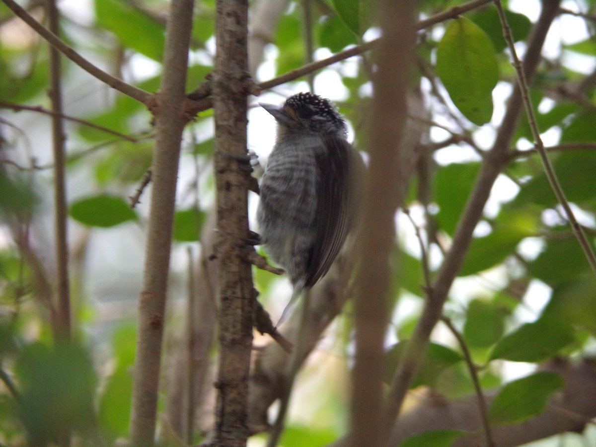 White-barred Piculet - ML620683489
