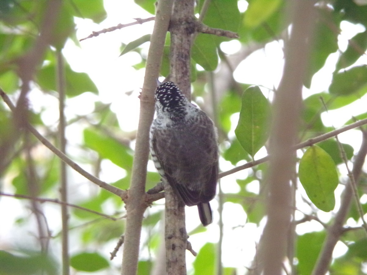 White-barred Piculet - ML620683490