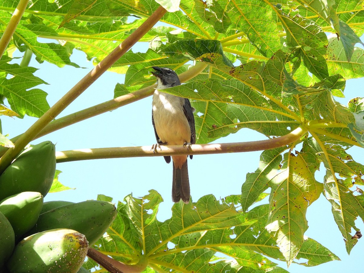 Olive-gray Saltator - Alto de San Miguel Refugio de Vida Silvestre