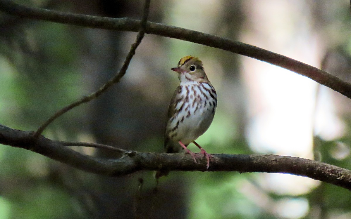 Ovenbird - ML620683500