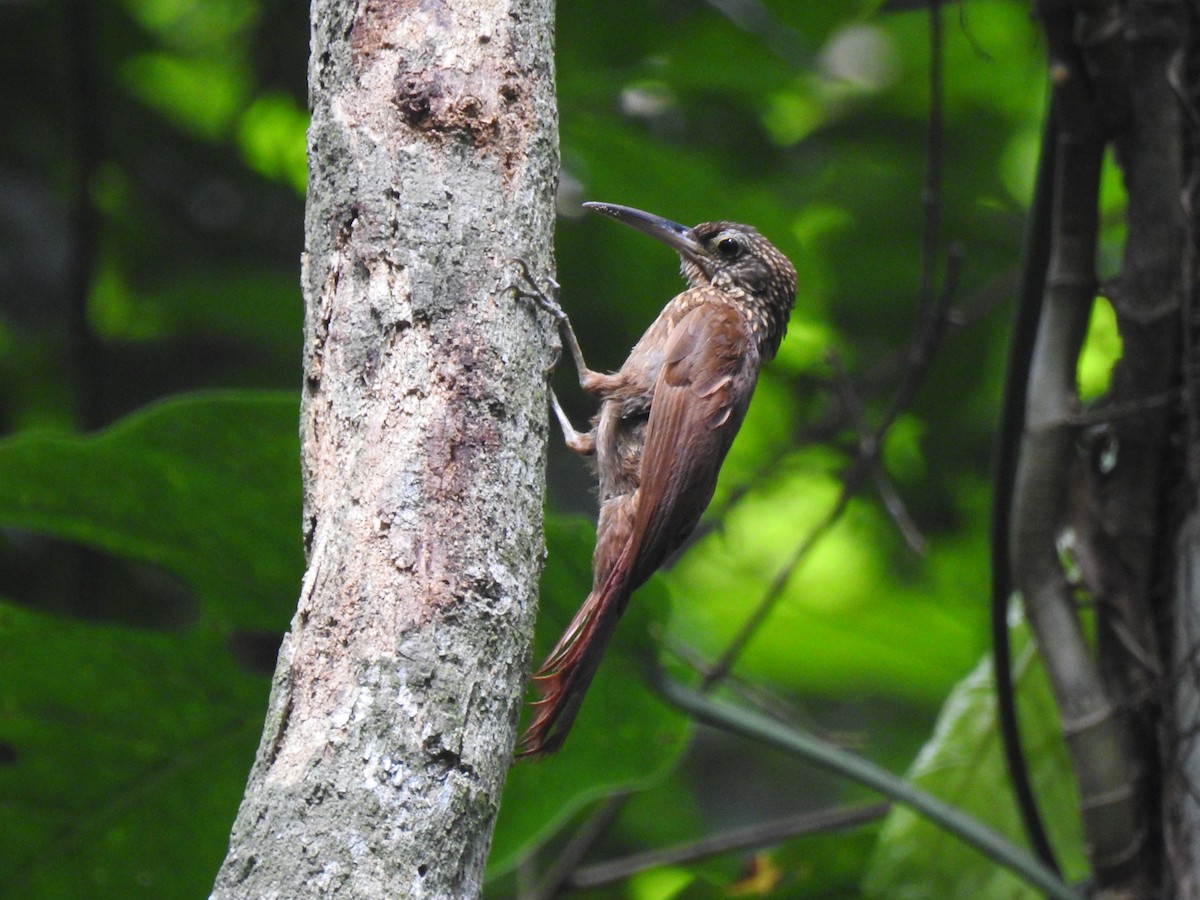 Cocoa Woodcreeper - ML620683501