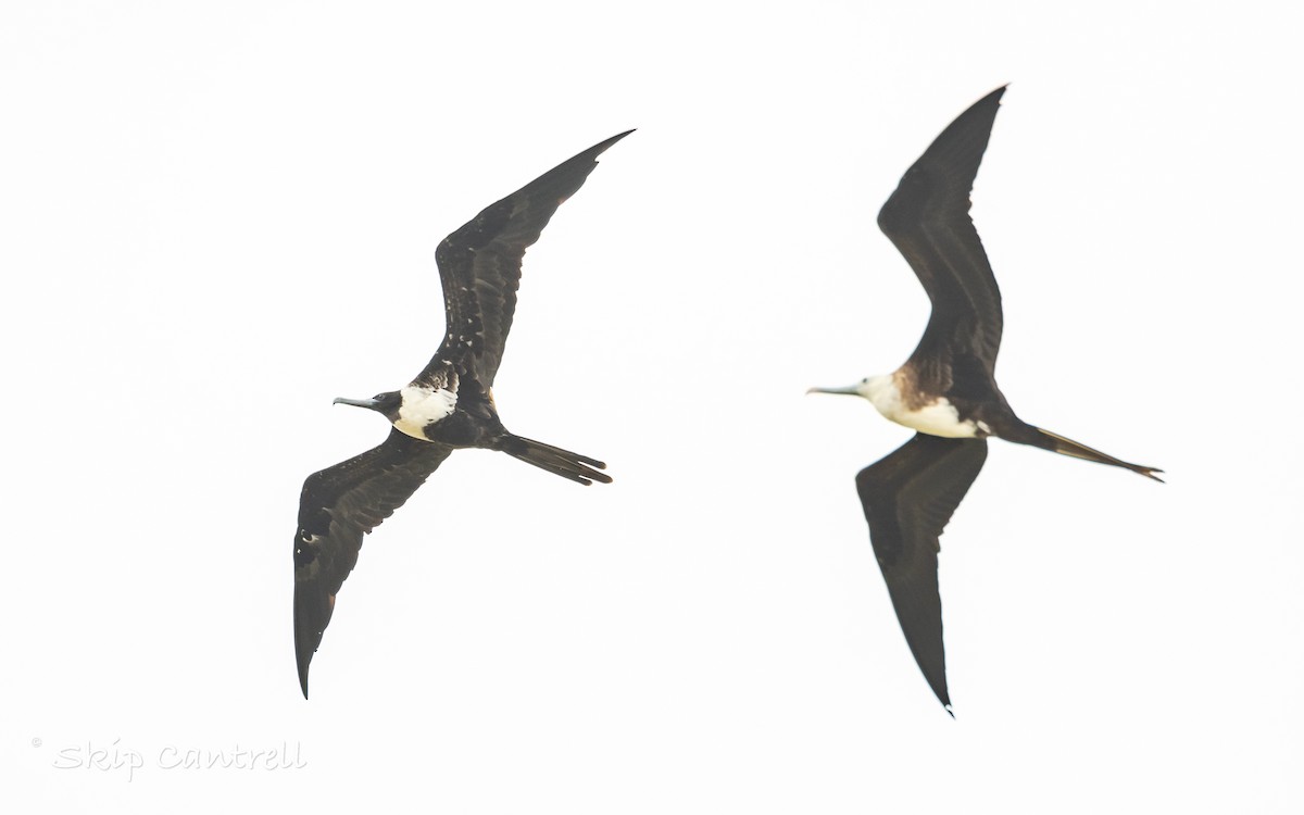 Magnificent Frigatebird - ML620683503