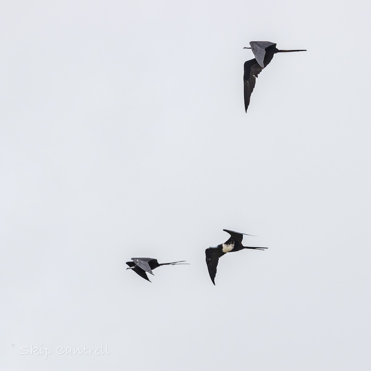 Magnificent Frigatebird - ML620683504