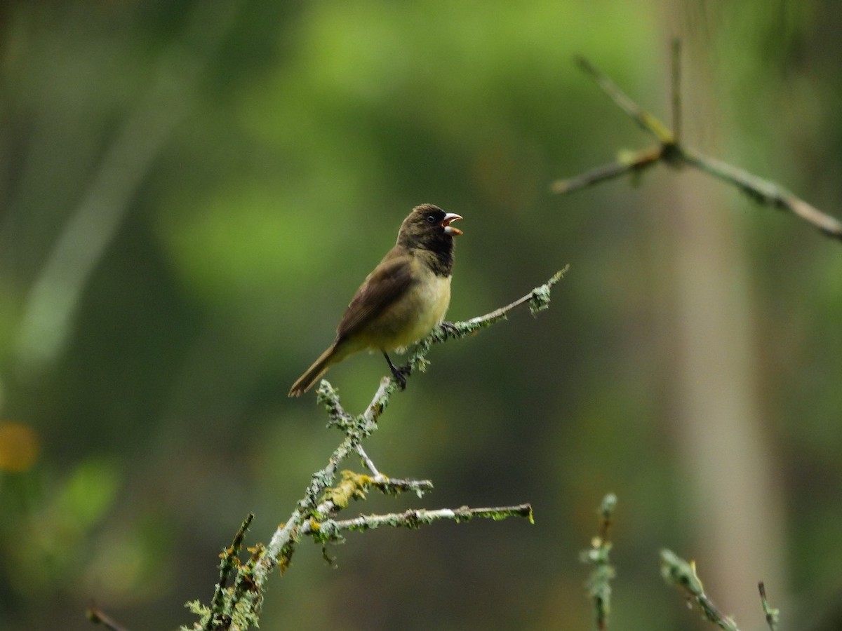 Yellow-bellied Seedeater - ML620683505