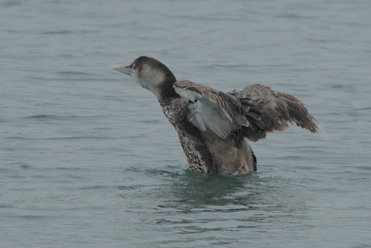 Yellow-billed Loon - ML620683506