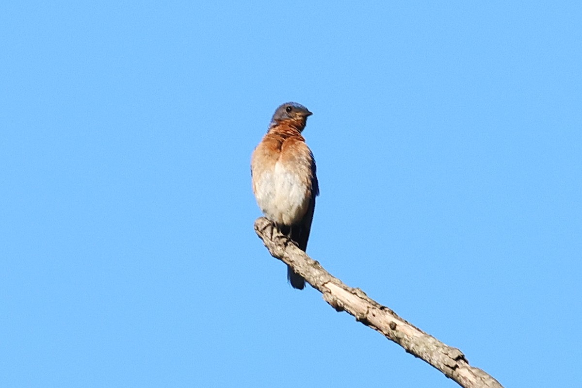 Eastern Bluebird - ML620683515