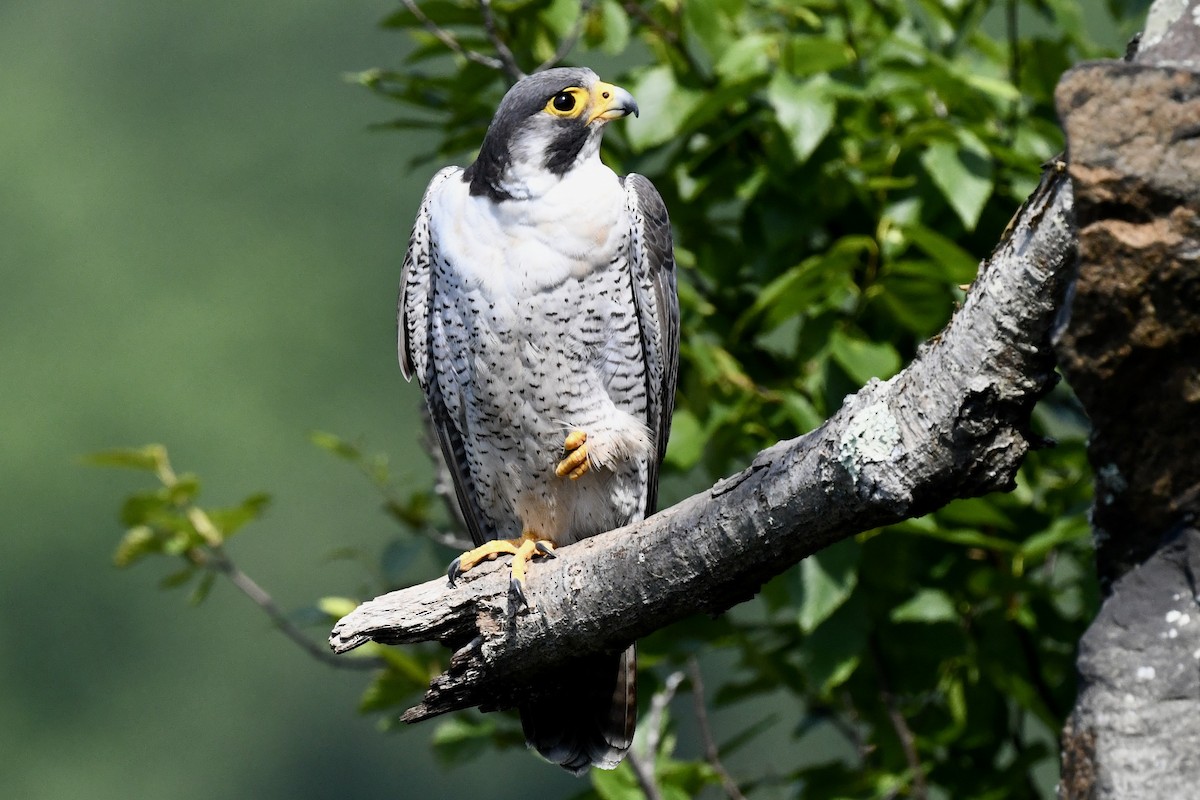 Peregrine Falcon - Stephen Broker