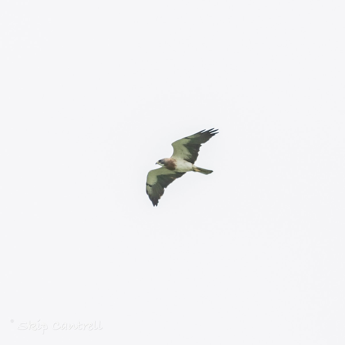 Swainson's Hawk - ML620683518