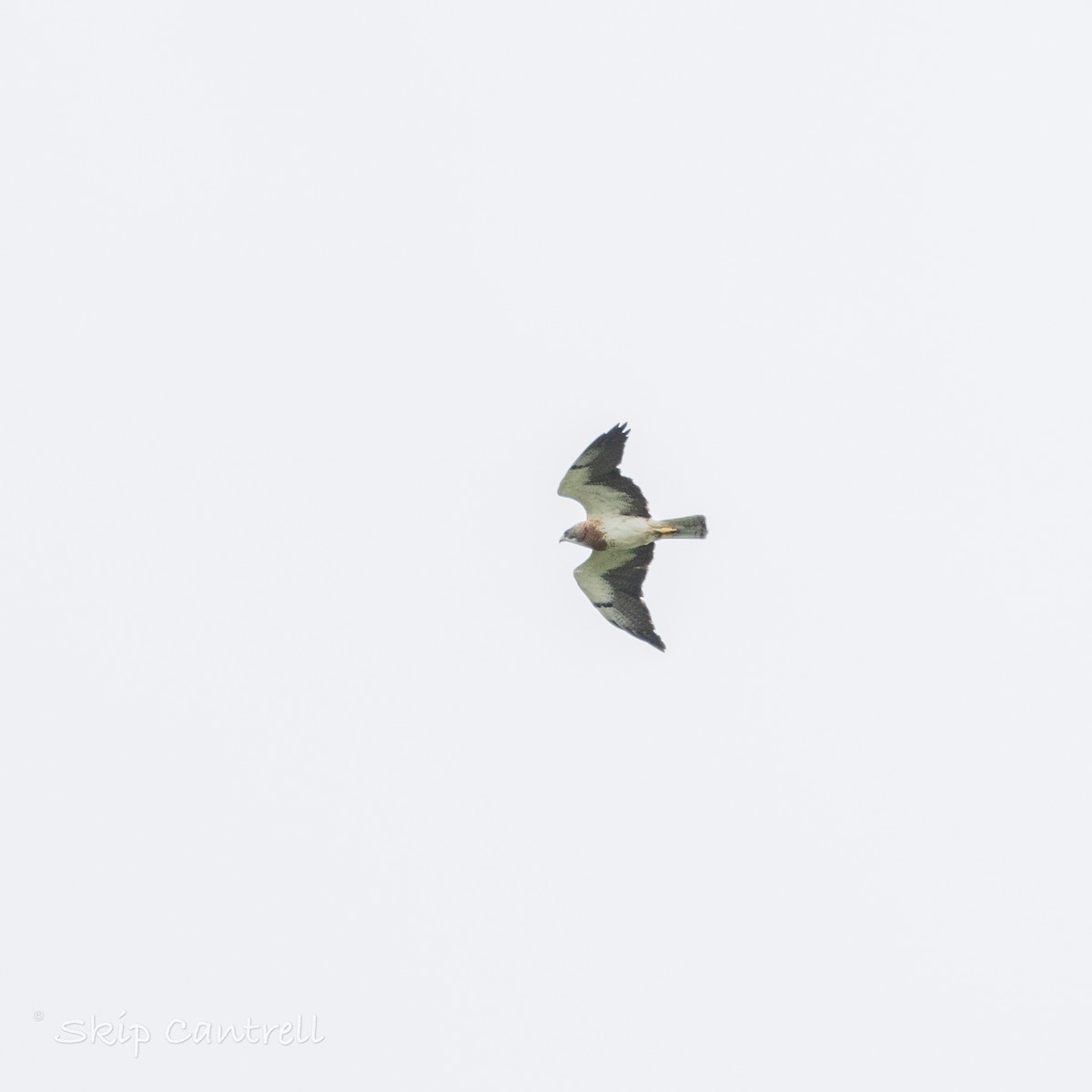 Swainson's Hawk - ML620683519