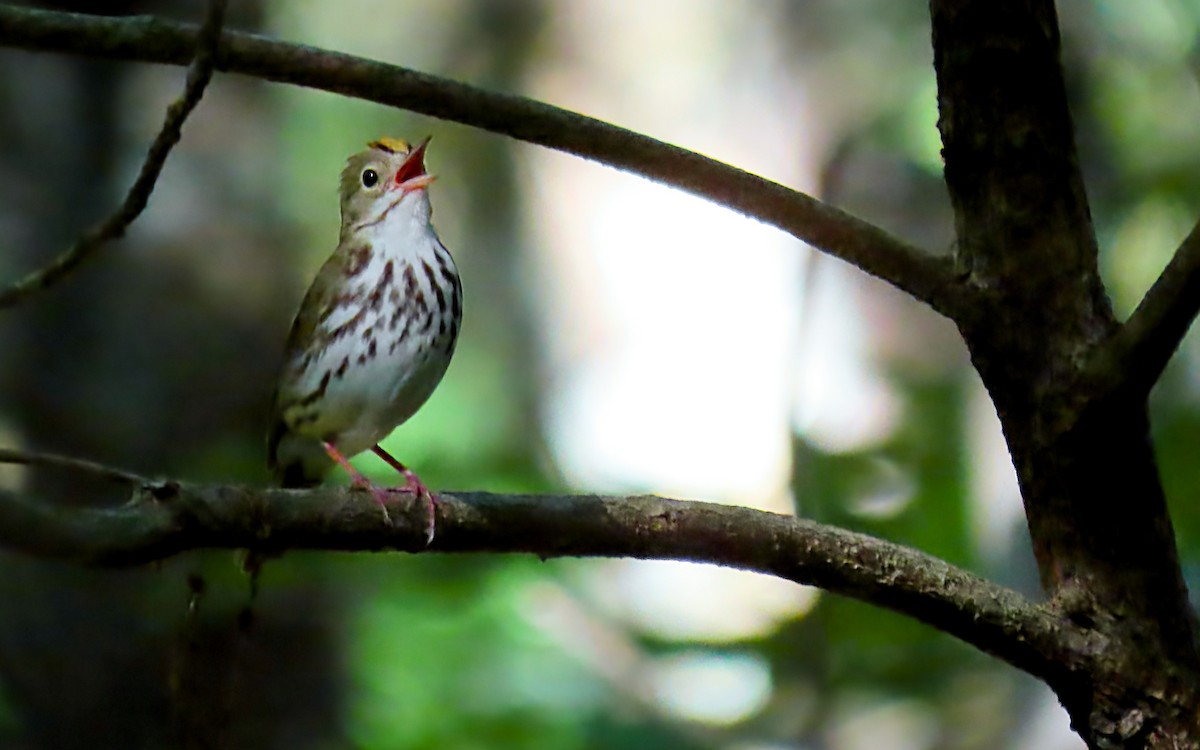 Ovenbird - ML620683521