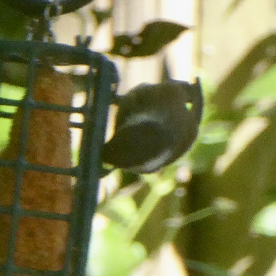 Chestnut-backed Chickadee - ML620683522