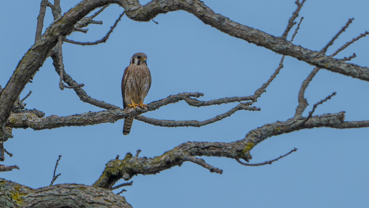 American Kestrel - ML620683523