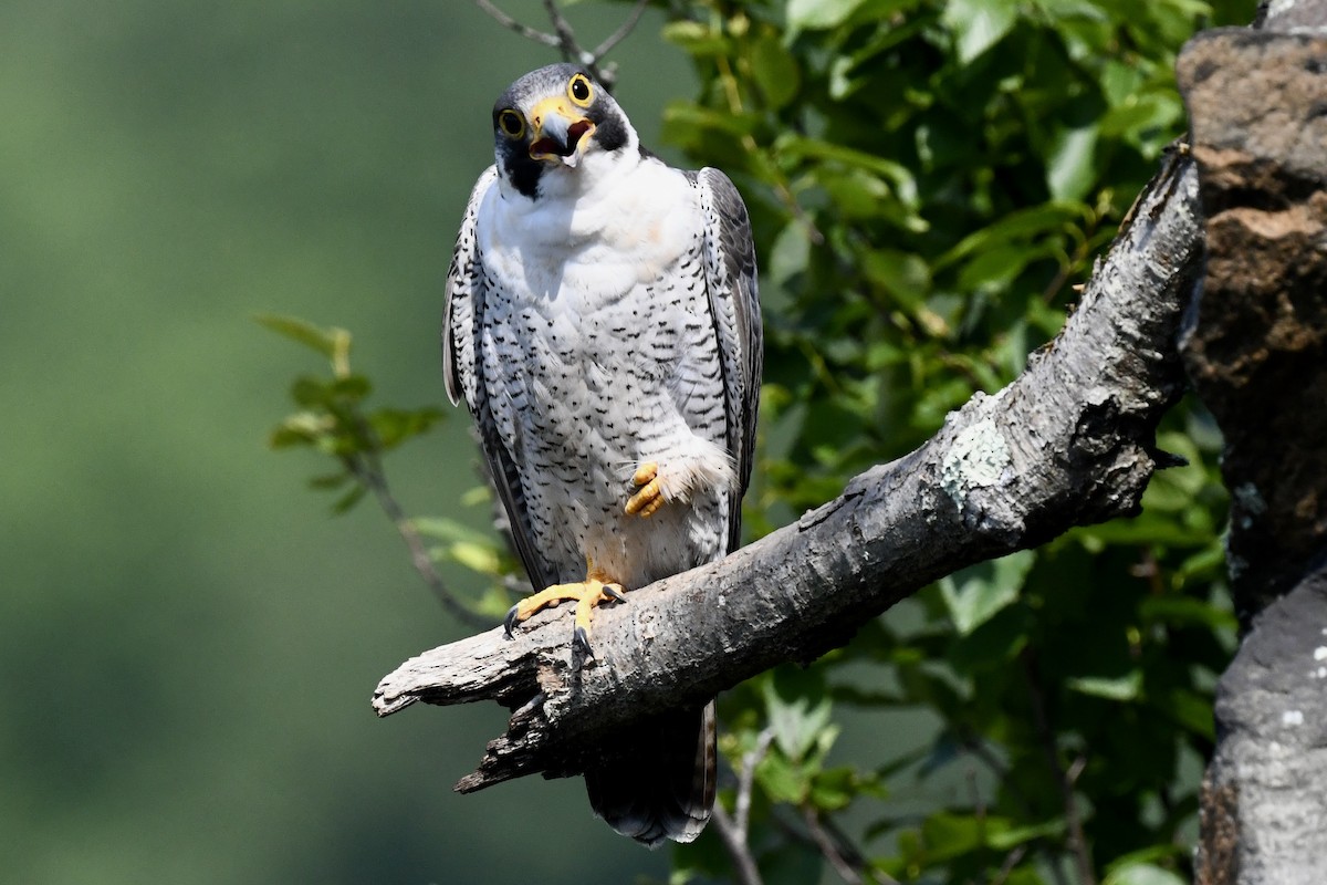 Peregrine Falcon - ML620683524