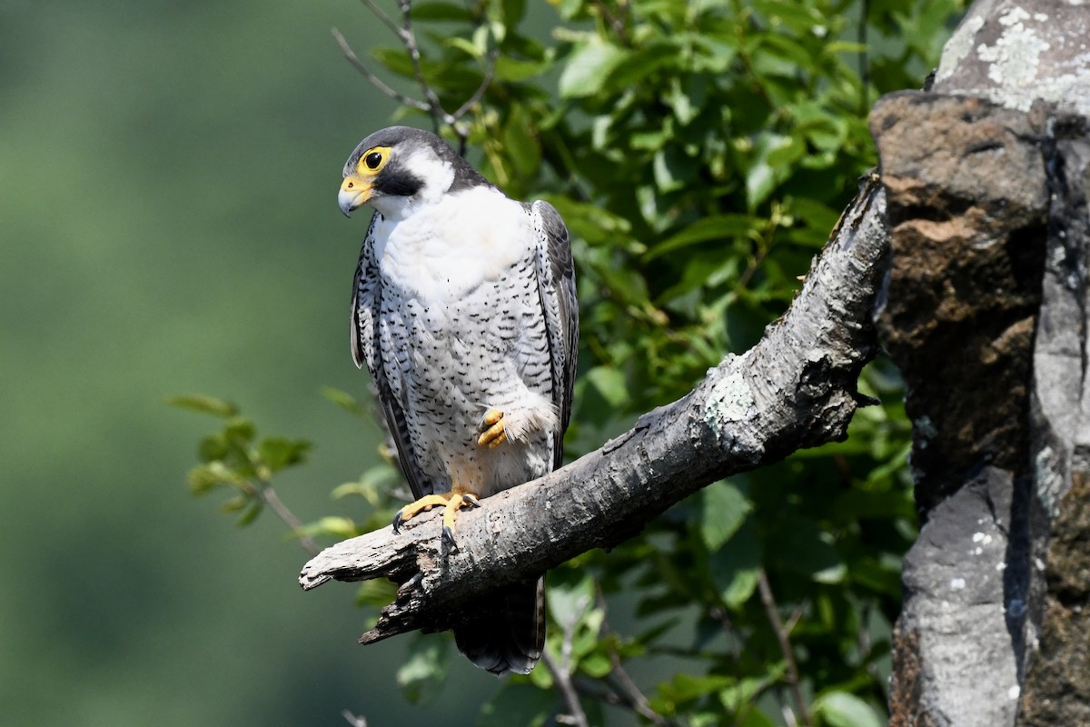 Peregrine Falcon - ML620683525