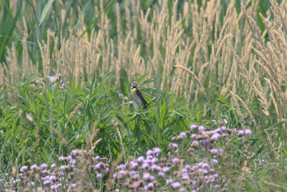 Dickcissel d'Amérique - ML620683533