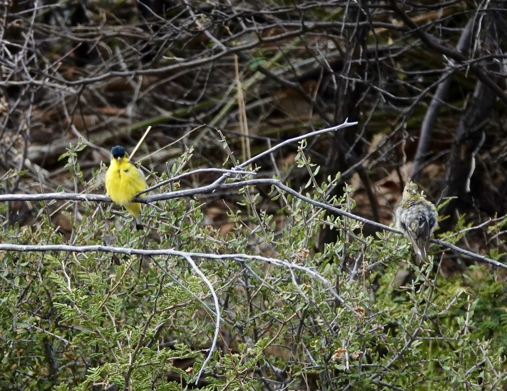 Lesser Goldfinch - ML620683537