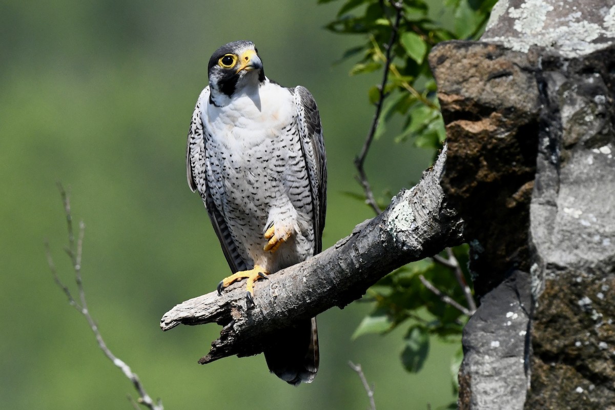 Peregrine Falcon - ML620683538