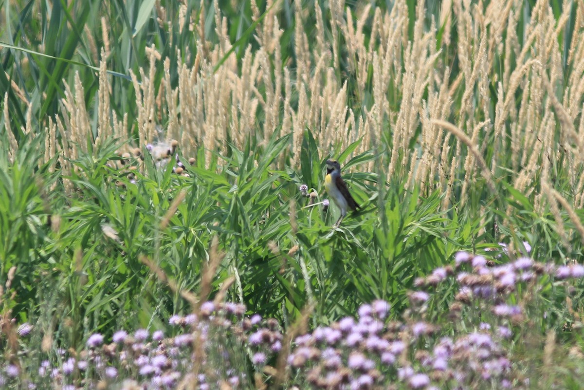 Dickcissel - ML620683539