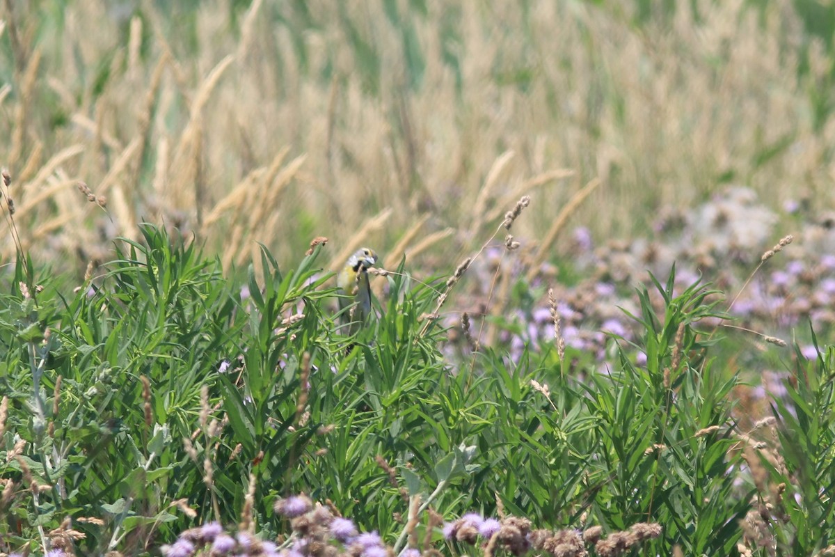 Dickcissel - Anthony  Popiel