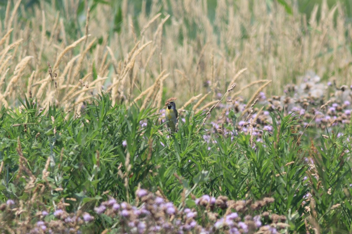 Dickcissel - ML620683545