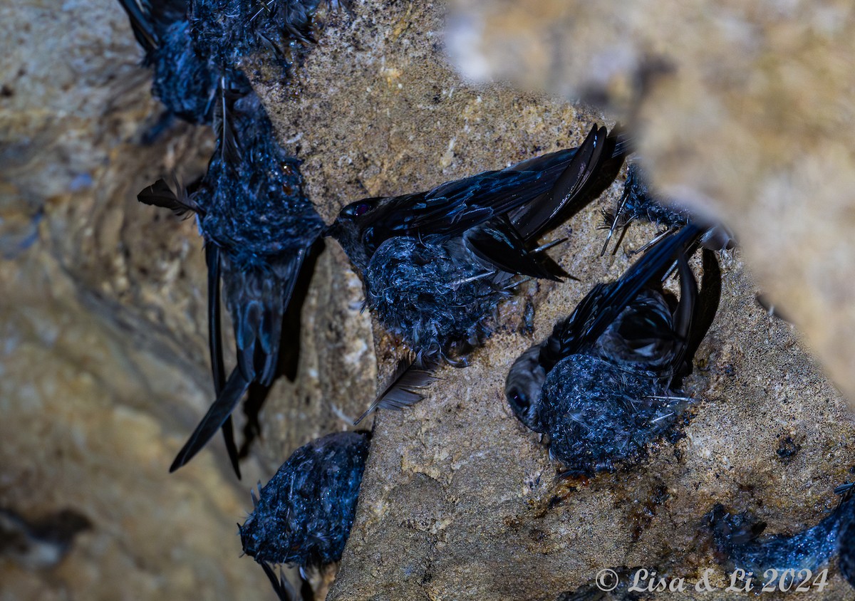 Black-nest Swiftlet - ML620683546