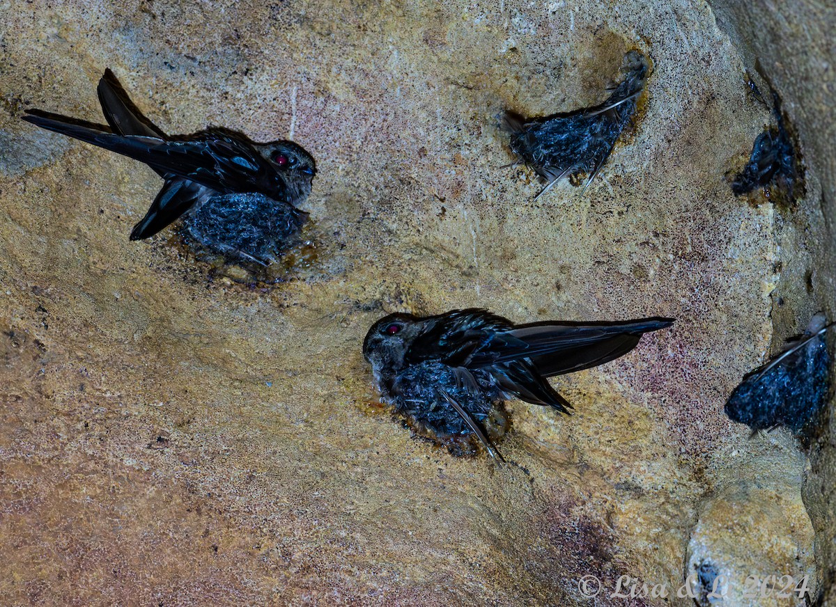 Black-nest Swiftlet - ML620683548