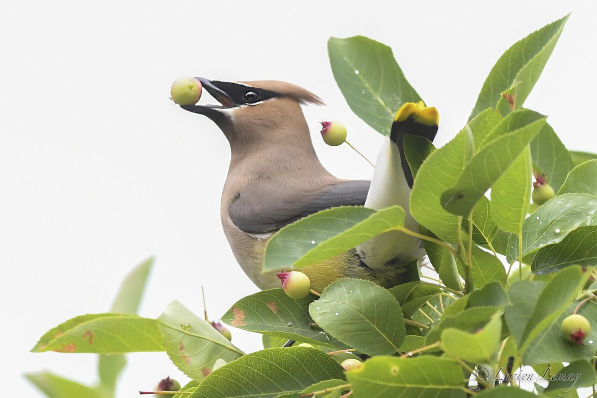 Cedar Waxwing - ML620683550