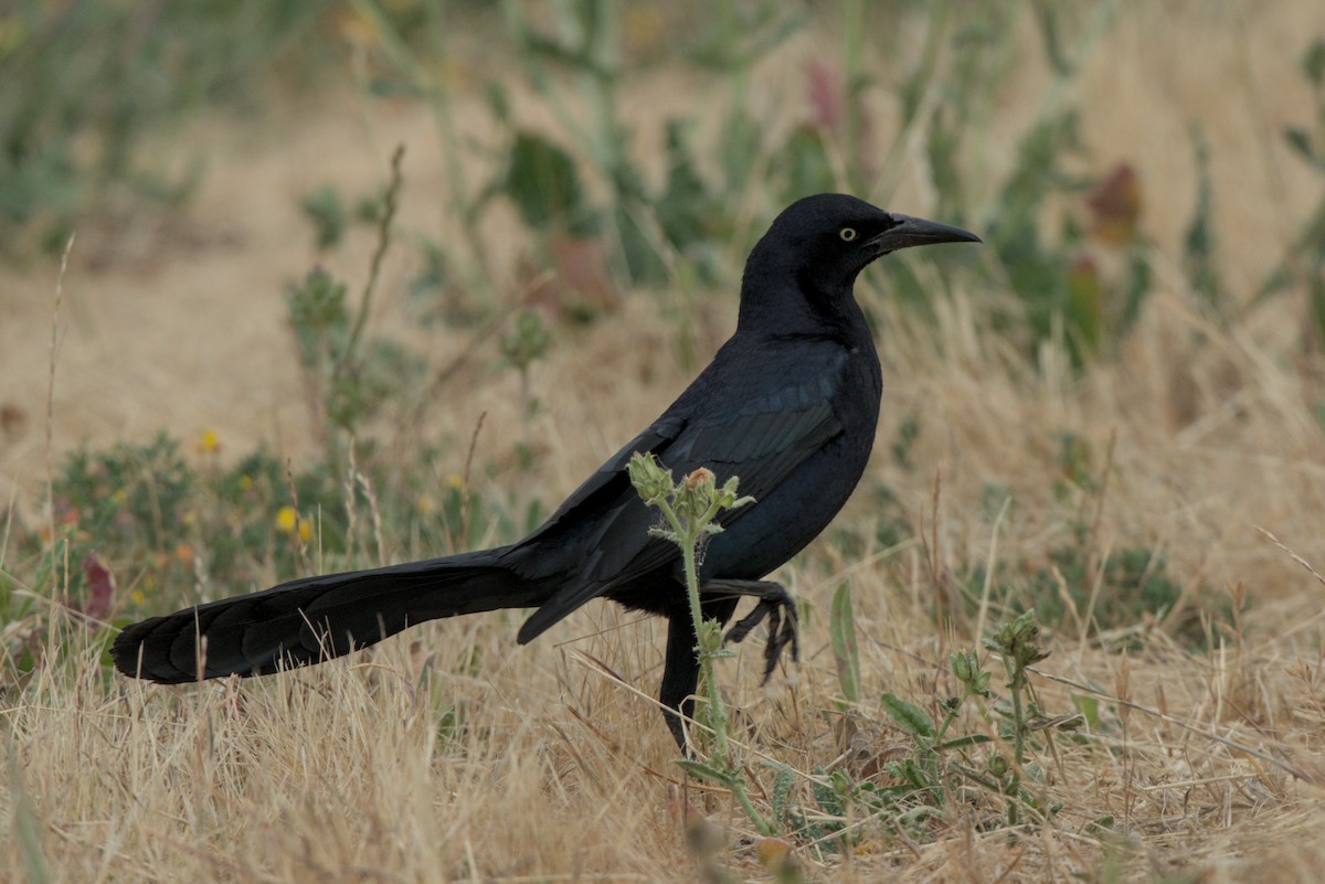 Great-tailed Grackle - ML620683551